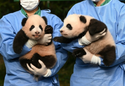 South Korea names its twin panda 'treasures'.jpg