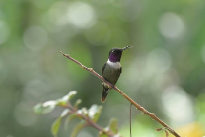 To find out how wildlife is doing, scientists try listening.jpg