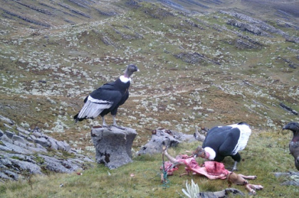 Once the enemy, majestic condor wins hearts of Colombian farmers.jpg