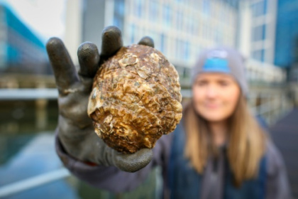 Native oysters return to Belfast after a century's absence.jpg