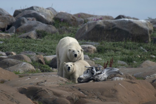 Polar bears struggling to adapt to longer ice-free Arctic periods