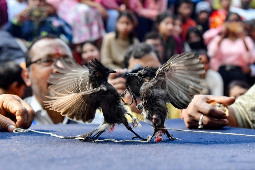 Indian songbird fights return after cruelty ban overturned