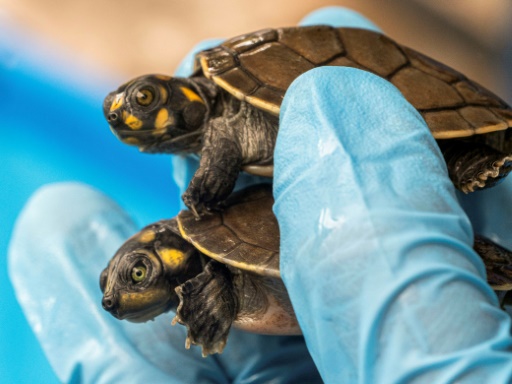 Peru seizes 4,000 live Amazon turtles at airport