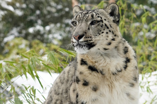 India's elusive snow leopards snapped in key survey