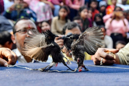 Indian songbird fights return after cruelty ban overturned.jpg