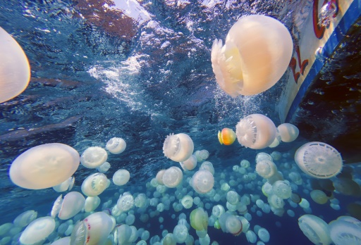 Jellyfish invade Venezuelan waters, worrying fishermen