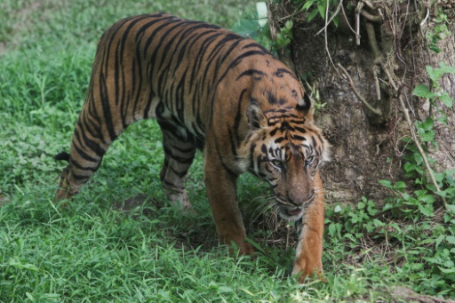 Indonesia hunts clues as study suggests Javan tiger may still exist