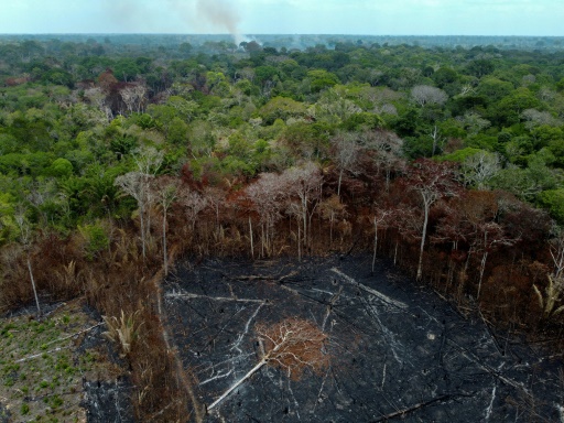 Despite gains in Brazil, forest destruction still 'stubbornly' high: report