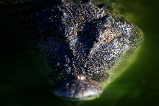 From edge of extinction to Australia's croc 'paradise'