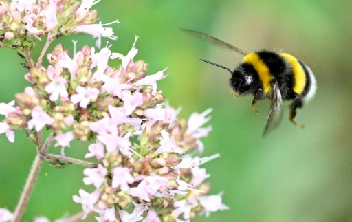 Queen bumblebees surprise scientists by surviving underwater