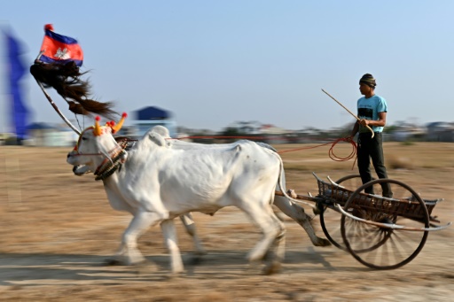 'Our version of Formula 1': Cambodian villagers race oxcarts