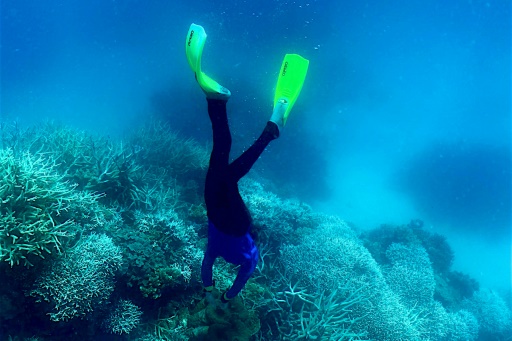 Australia's Great Barrier Reef in grip of 'mass bleaching event'