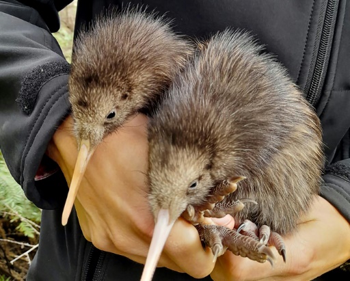 New Zealand opens first 'kiwi hospital' for injured birds