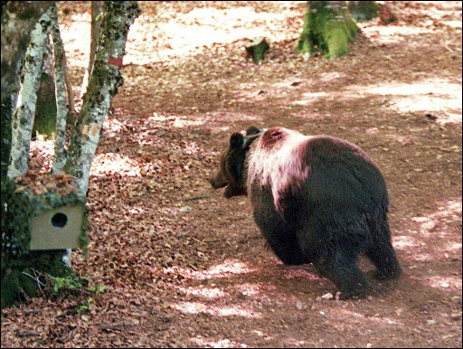 Brown bear numbers grow in Pyrenees: France