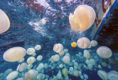 Jellyfish invade Venezuelan waters, worrying fishermen.jpg