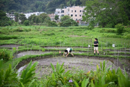 Hong Kong team plants seeds to safeguard legacy grains.jpg