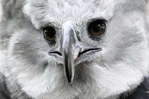 In Colombia, a long, perilous romance to save the harpy eagle