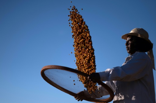 Black farmers in Brazil changing views on coffee production