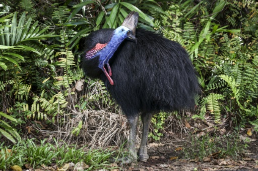 Australia's fearsome 'dinosaur bird' stares down extinction