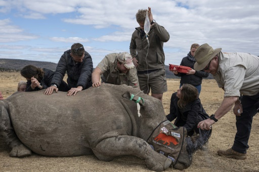 First radioactive rhino horns to curb poaching in South Africa