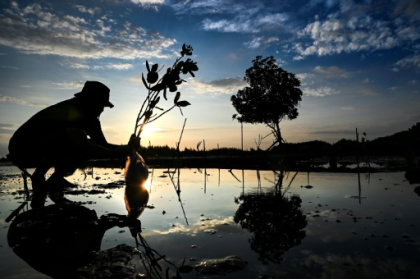 Half of mangrove ecosystems at risk.jpg