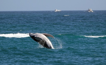 Gray whales shrinking fast as climate warms.jpg