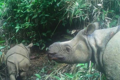 Javan rhino clings to survival after Indonesia poaching wave.jpg