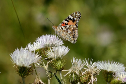 Climate change batters Albania's butterflies.jpg