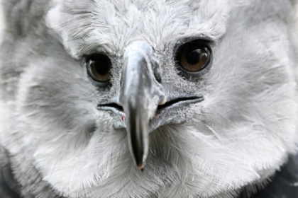 In Colombia, a long, perilous romance to save the harpy eagle.jpg