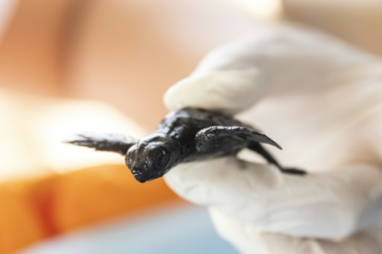 Moonlit scramble across the sand for Turkey's booming baby turtle population.jpg