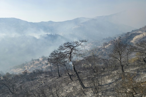 Forest fires in Turkey under control: minister