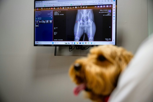 South Korean pet care goes high-tech with AI diagnostics