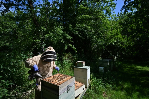 UK beekeepers and scientists tackle sticky problem of honey fraud