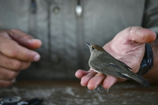 On remote Greek island, migratory birds offer climate clues