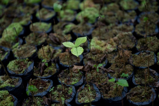 Can music help plants grow? Study suggests sound boosts fungus