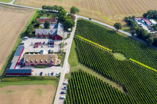 Sweden seeks to be winemaking's next frontier