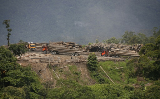 Environmental groups urge EU 'high risk' label for Sarawak