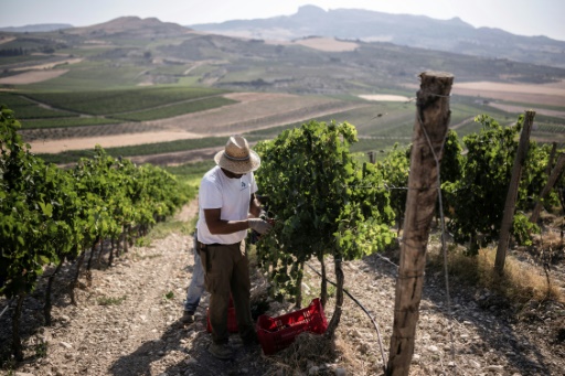 Harvest starts very early in Sicily's drought-hit vineyards