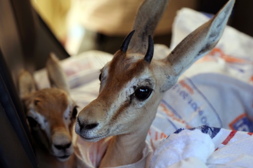 Endangered gazelles find Libyan 'safe haven'