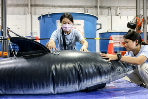 Taiwan volunteers fight rise in whale and dolphin strandings