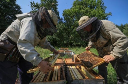 'Bees starving' in disastrous year for French honey