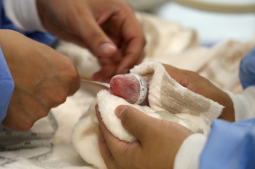 Berlin zoo panda gives birth to twins for second time