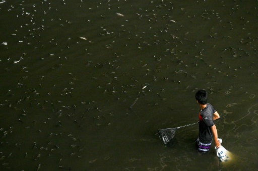 Thailand nets 1.3 million kilograms of invasive fish