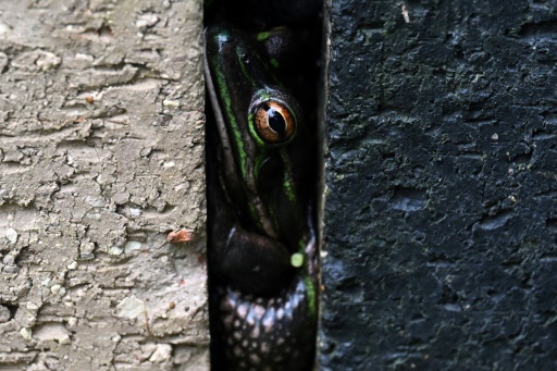 Australian sauna helps save frogs from flesh-eating fungus