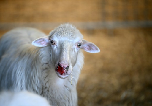 Sardinia's sheep farmers battle bluetongue as climate warms