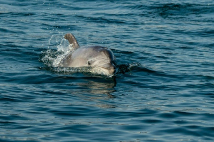 Dolphin cruises help Istanbul treasure its Bosphorus bottlenoses.jpg