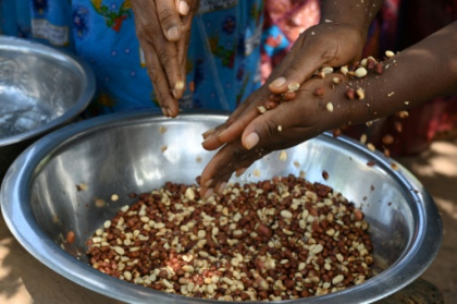 Australia launches landmark peanut allergy treatment for babies.jpg