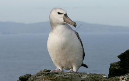 S.Africa plan to 'bomb' mice that eat albatrosses alive.jpg