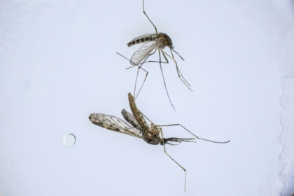 As climate warms, S. Korea fights new border threat malarial mosquitoes.jpg