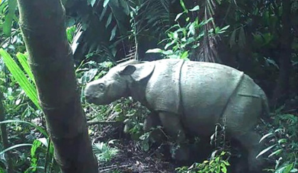 Another rare Javan rhino calf spotted at Indonesia park.jpg